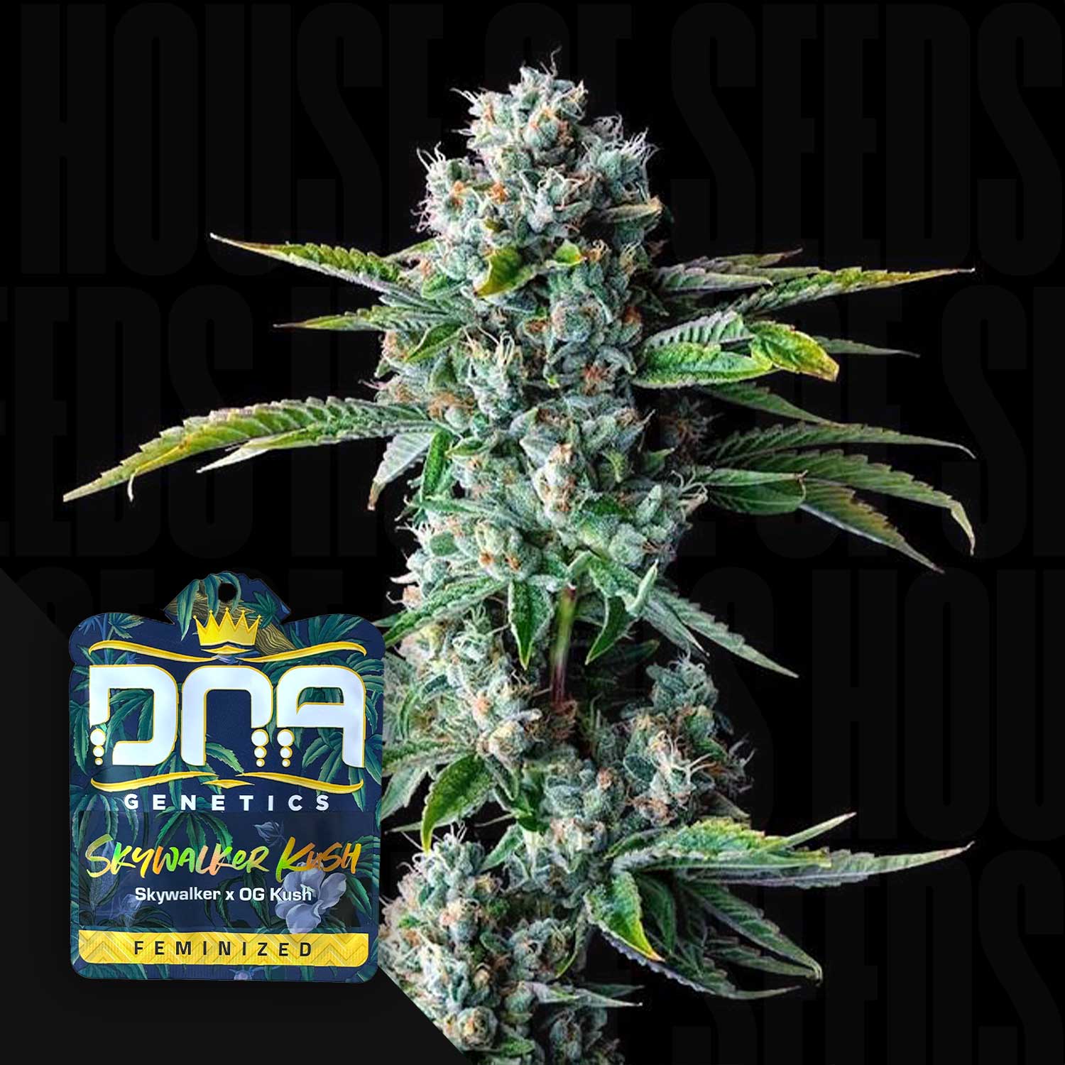 Eine Nahaufnahme von dichten Cannabis-Knospen neben einer DNA Genetics Skywalker Kush Samenpackung.