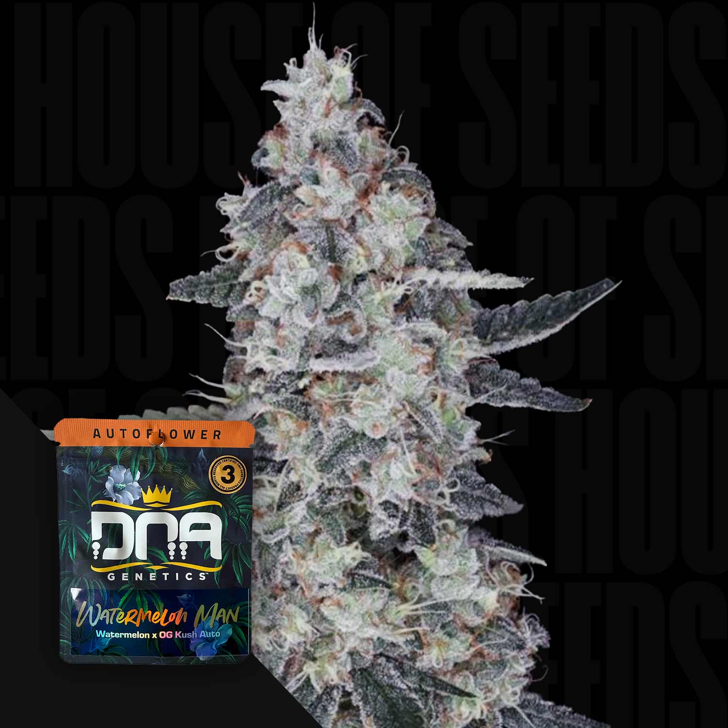 DNA-WMA-0