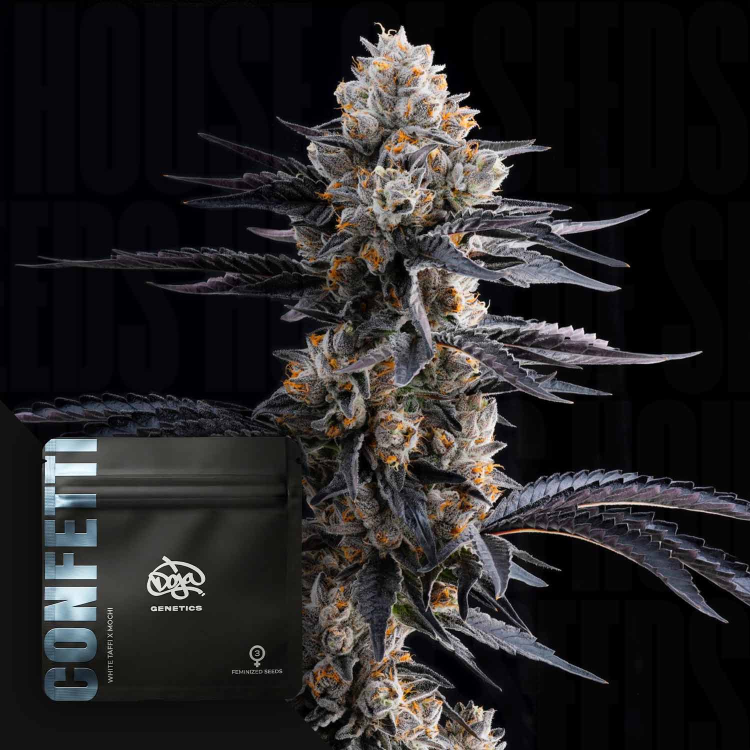 Neben einer schwarzen Doja-„Confetti“-Packung liegt eine mit Kristallen überzogene Cannabisblüte.