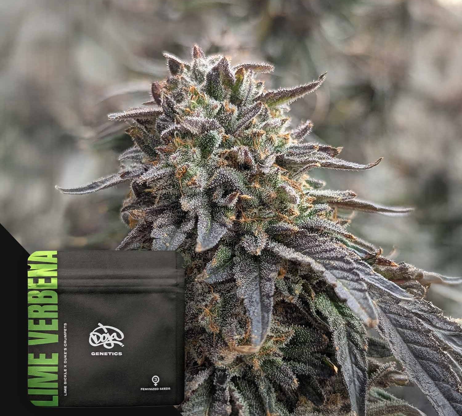 Nahaufnahme von frostigen Cannabisblättern mit einem Doja Lime Verbena-Samenpaket in der Ecke.