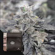 Frostige Cannabis-Knospe mit dunklen Blättern und einem Doja Genetics-Beutel mit der Aufschrift Melon Melange in der Ecke.