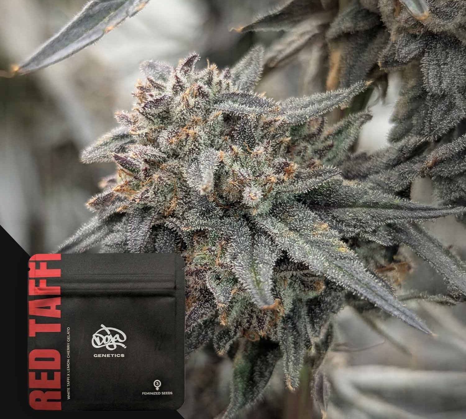 Nahaufnahme einer frostigen Cannabisknospe mit der Doja Red Taffi-Verpackung in der unteren linken Ecke.