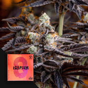 Nahaufnahme einer mit Reif überzogenen Cannabispflanze mit violetten Blättern sowie einem rosa „Doja Zoapium“-Etikett in der Ecke.