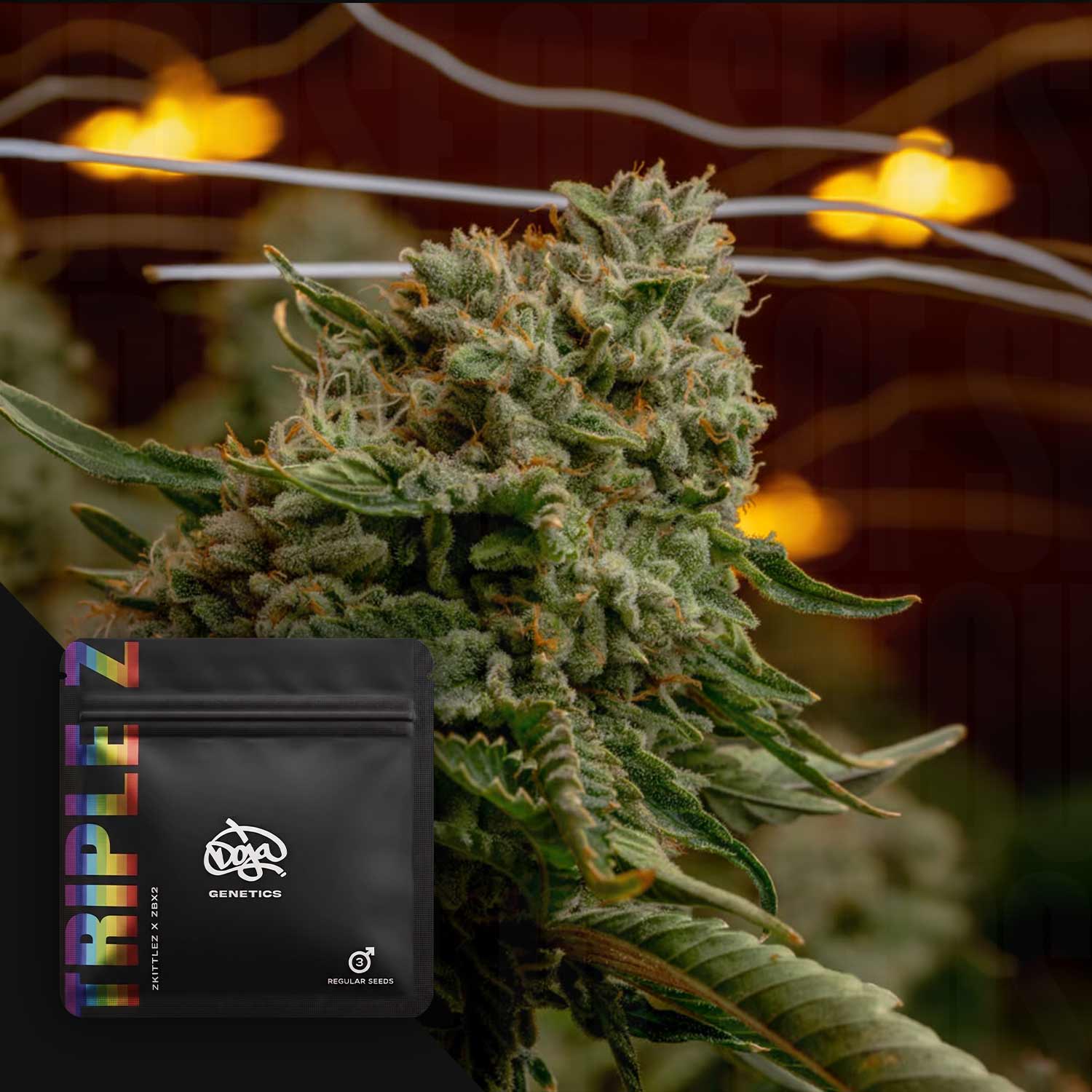 Nahaufnahme einer Cannabispflanze mit dichten Blüten, im Vordergrund eine schwarze „Doja Tripple Z“-Samentüte.
