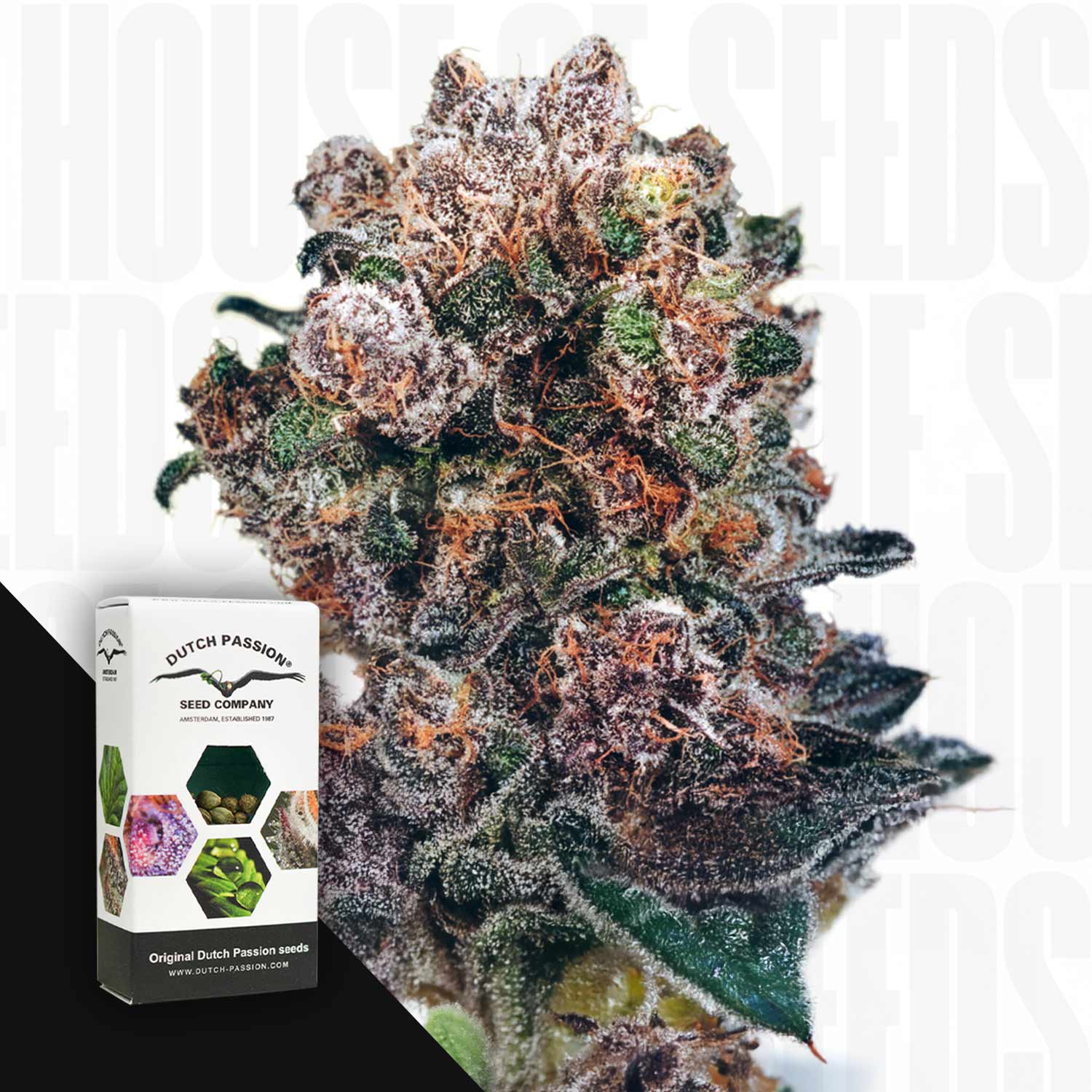 Nahaufnahme einer Dutch Passion Blueberry Knospe mit Kristallen, daneben Samenschachtel auf weißem Hintergrund