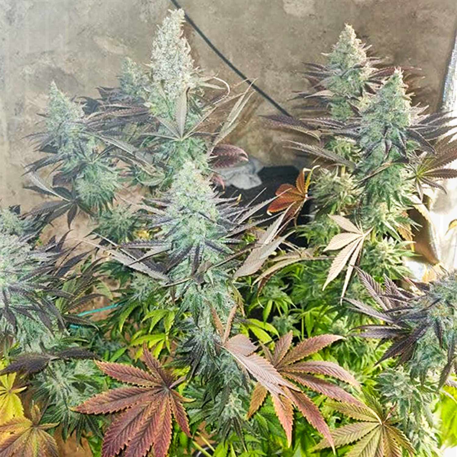 Dutch Passion Blueberry Pflanze indoor mit frostigen Knospen und Blättern in Grün, Lila und Rot