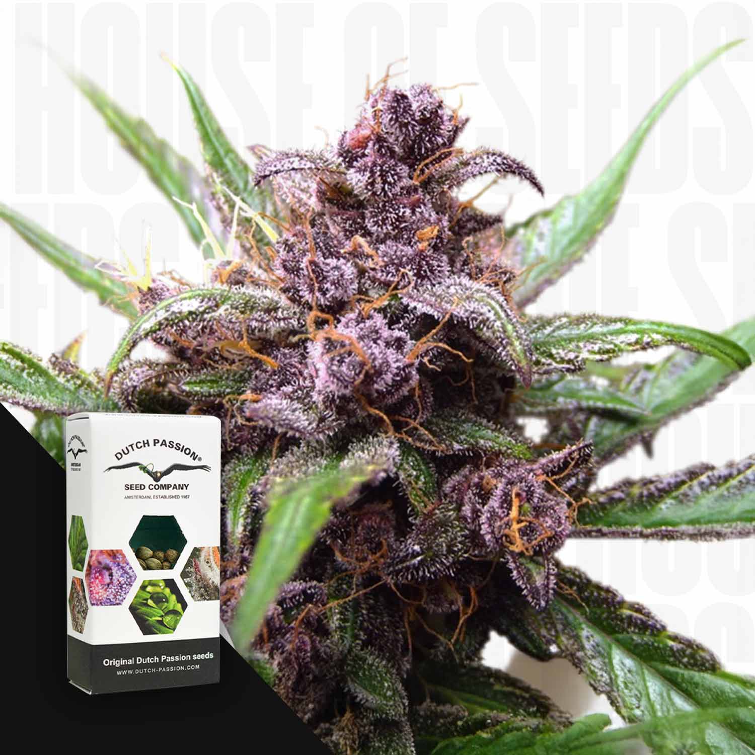 Nahaufnahme der Auto Blackberry Kush von Dutch Passion mit frostigen lilafarbenen Knospen neben der Schachtel der Samenfirma.