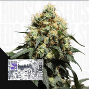 Nahaufnahme Bruce Lemon Diesel Knospe mit Trichomen, Ecke schwarz-weißes Super Sativa Seed Club Paket