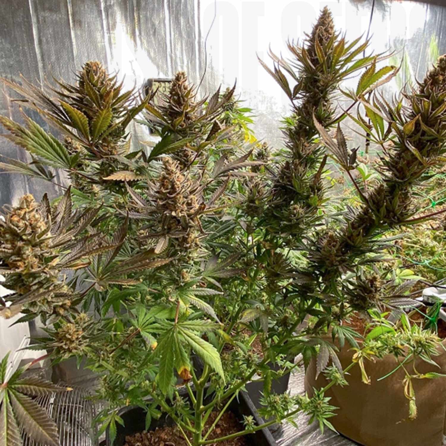 Bruce Lemon Diesel Pflanzen von Super Sativa Seed Club in Stofftöpfen mit dichten Knospen und reflektierendem Material