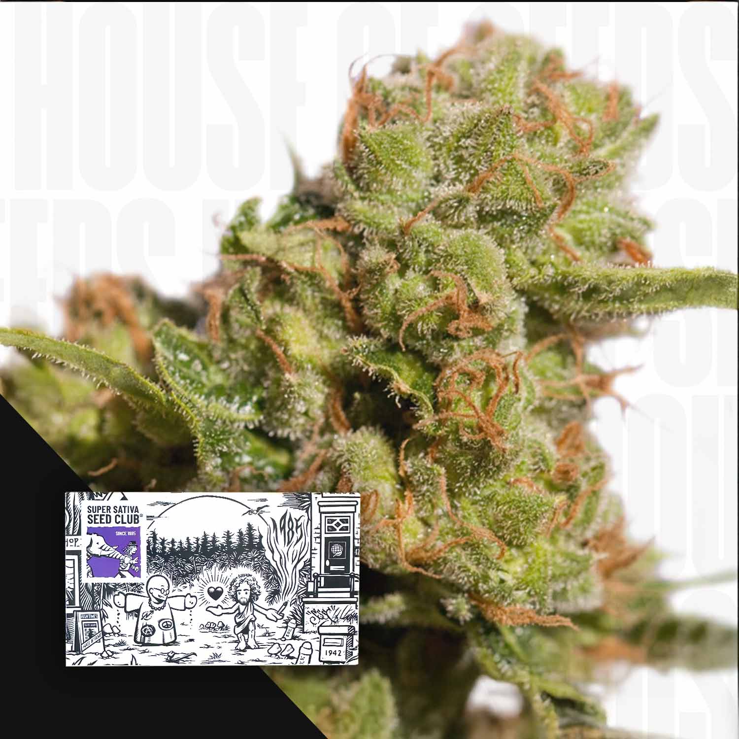 Nahaufnahme der Auto Bruce Lemon Diesel Cannabis-Knospe mit Super Sativa Seed Club-Samenpaket unten links.