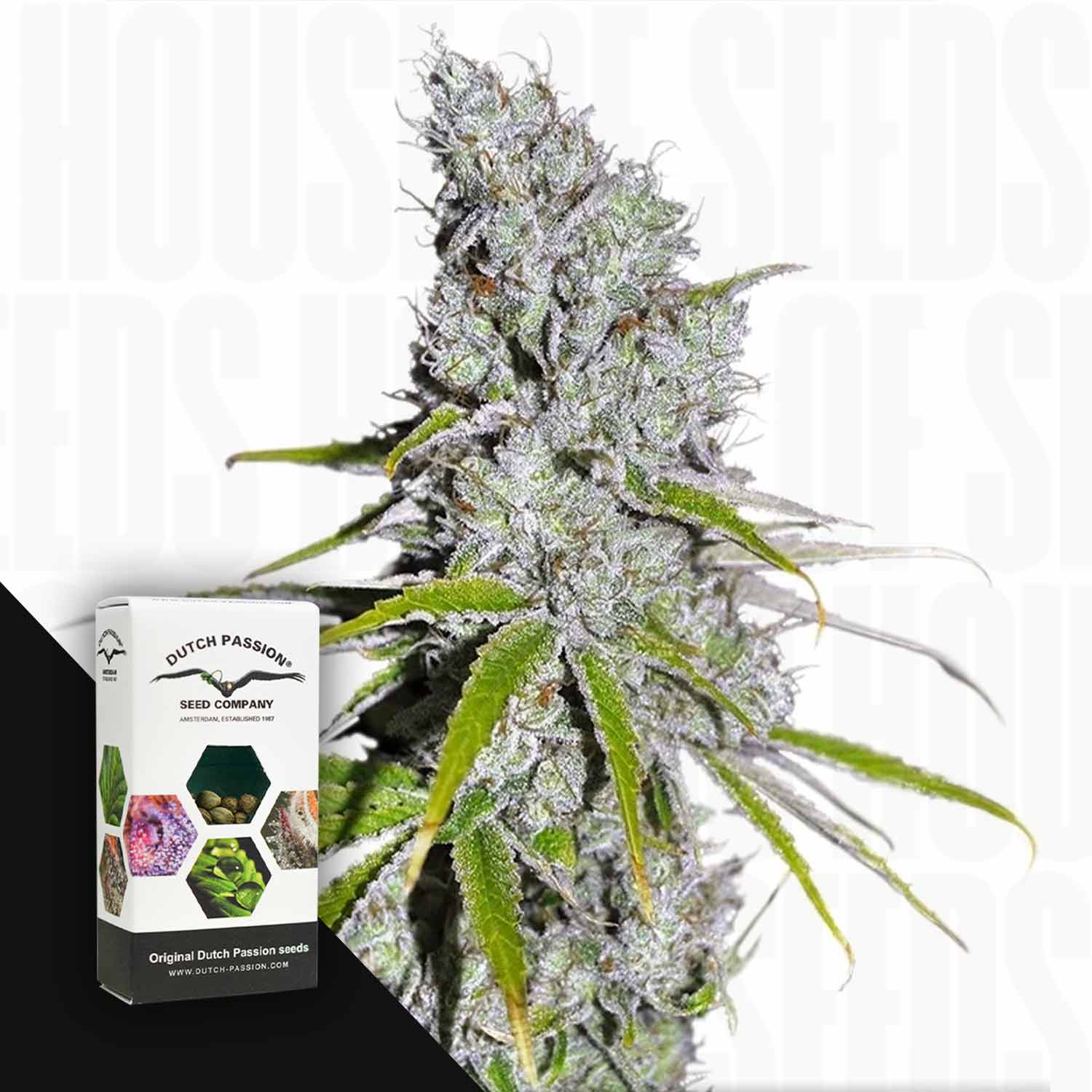 Nahaufnahme von frostigem CBD Skunk Haze Cannabis mit einem Dutch Passion Samenpaket in der Ecke.