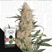 Große Critical Orange Punch Cannabisknospe mit weißen Trichomen und orangefarbenen Haaren neben Dutch Passion Packung