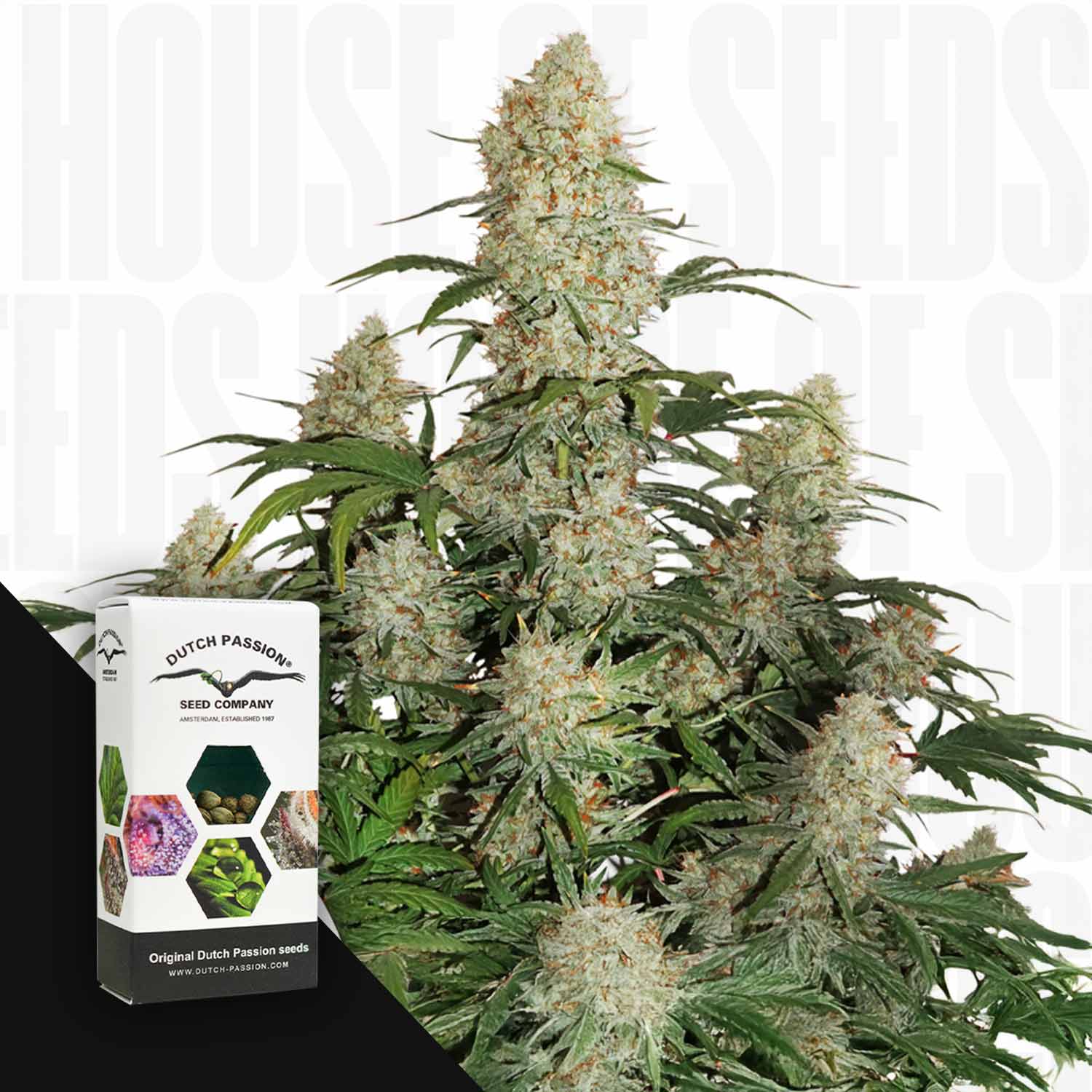 Knospen der Auto Critical Orange Punch mit dichtem Frost neben einer Dutch Passion-Samenschachtel.