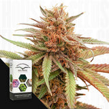 Durban Dew