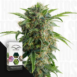Auto Daiquiri Lime