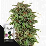 Nahaufnahme von dichten Durban Poison Knospen mit grünen Blättern und lila Highlights neben Dutch Passion Verpackung