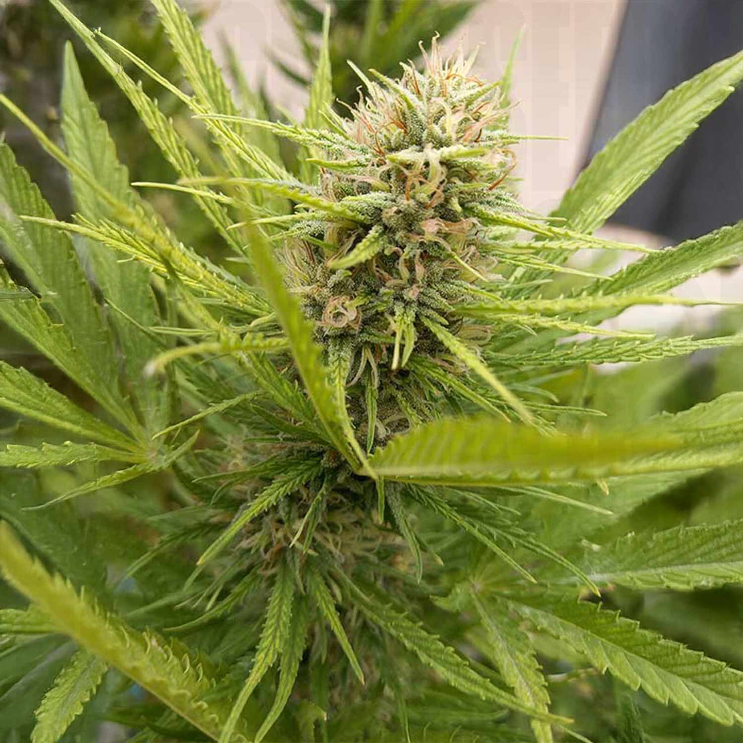 Dutch Passion Durban Poison Cannabispflanze mit dichten grünen Knospen, spitzen Blättern und feinen Haaren