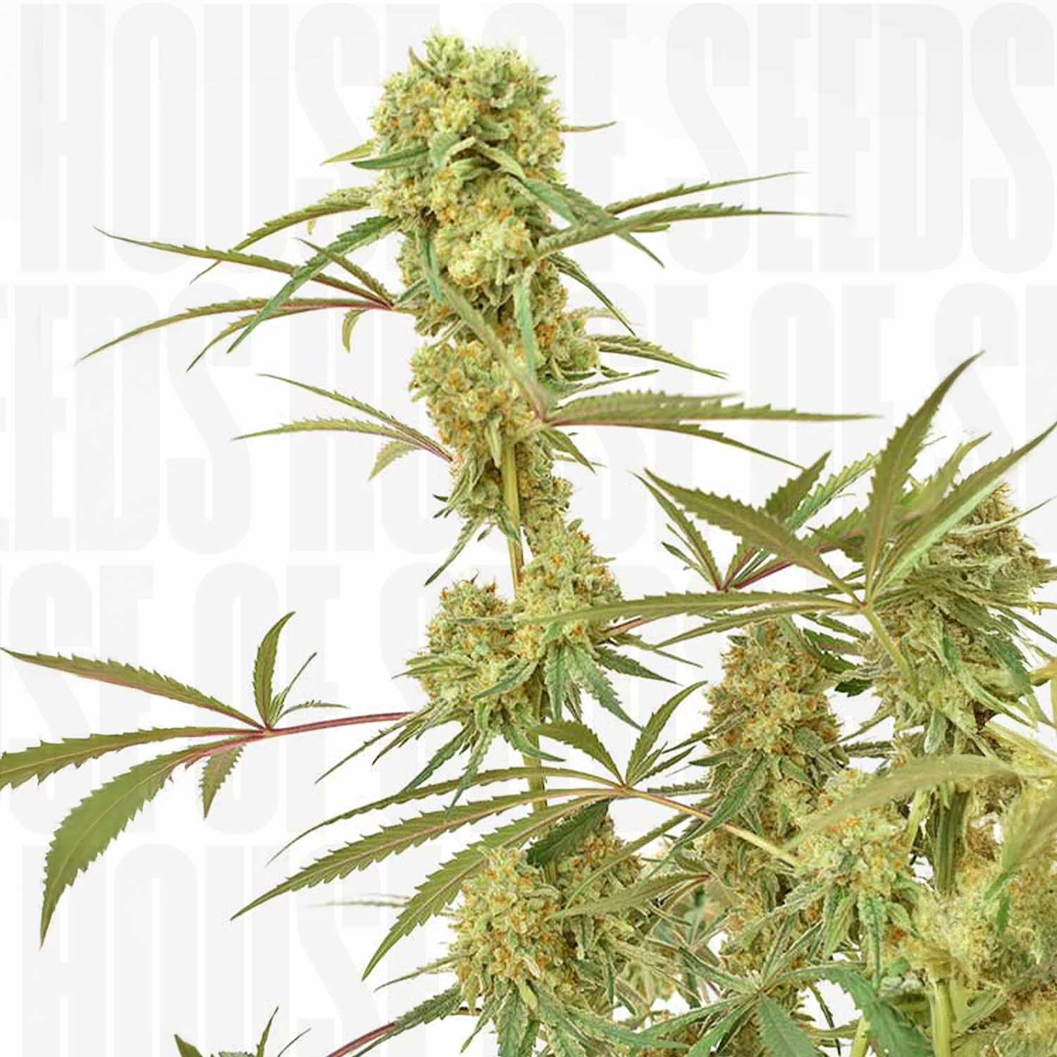 Dutch Passion Durban Poison Cannabispflanze mit dichten grünen Knospen, orangefarbenen Haaren und Kristallen