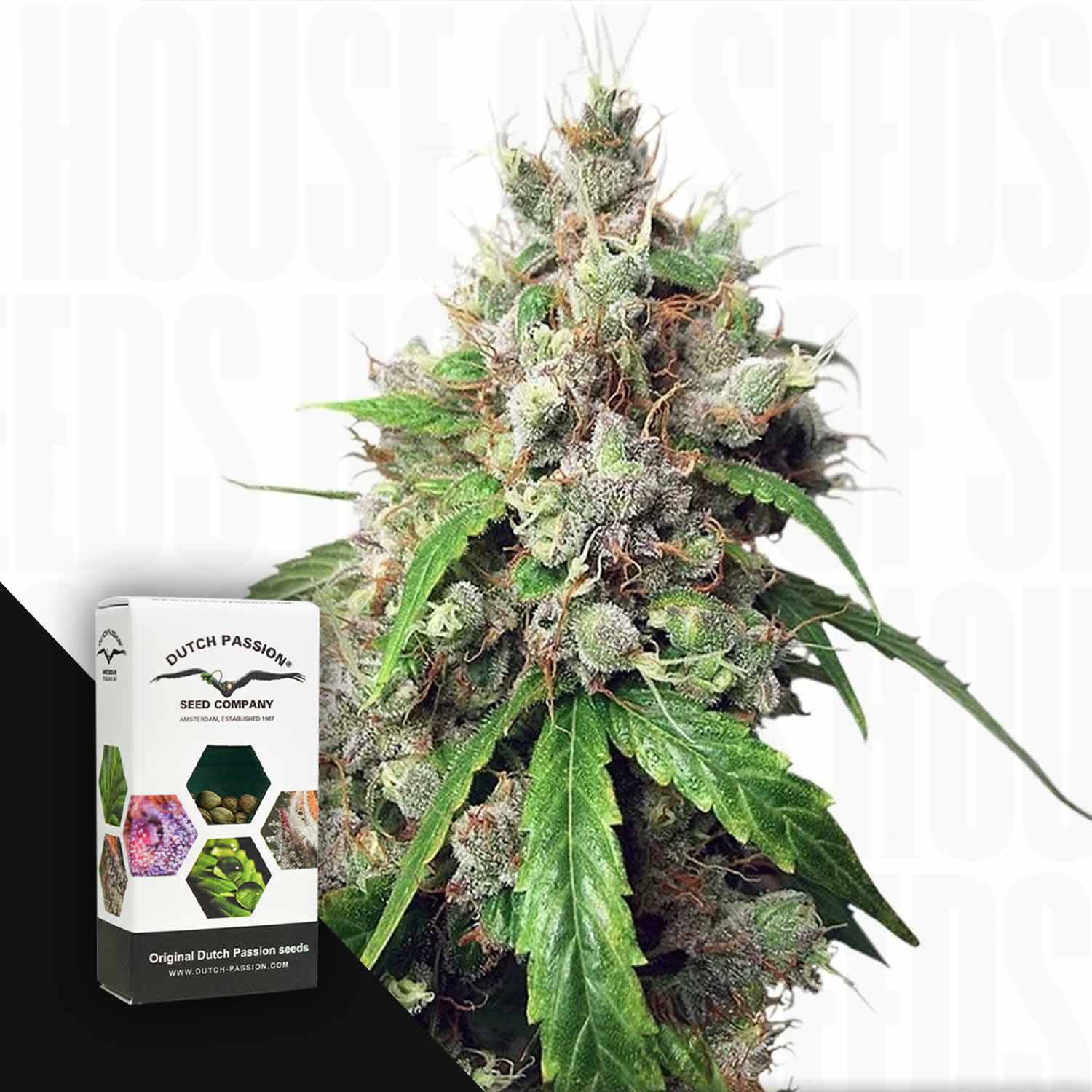 Nahaufnahme einer Auto Euforia Cannabispflanze mit frostigen Knospen neben einer Dutch Passion Samenschachtel.