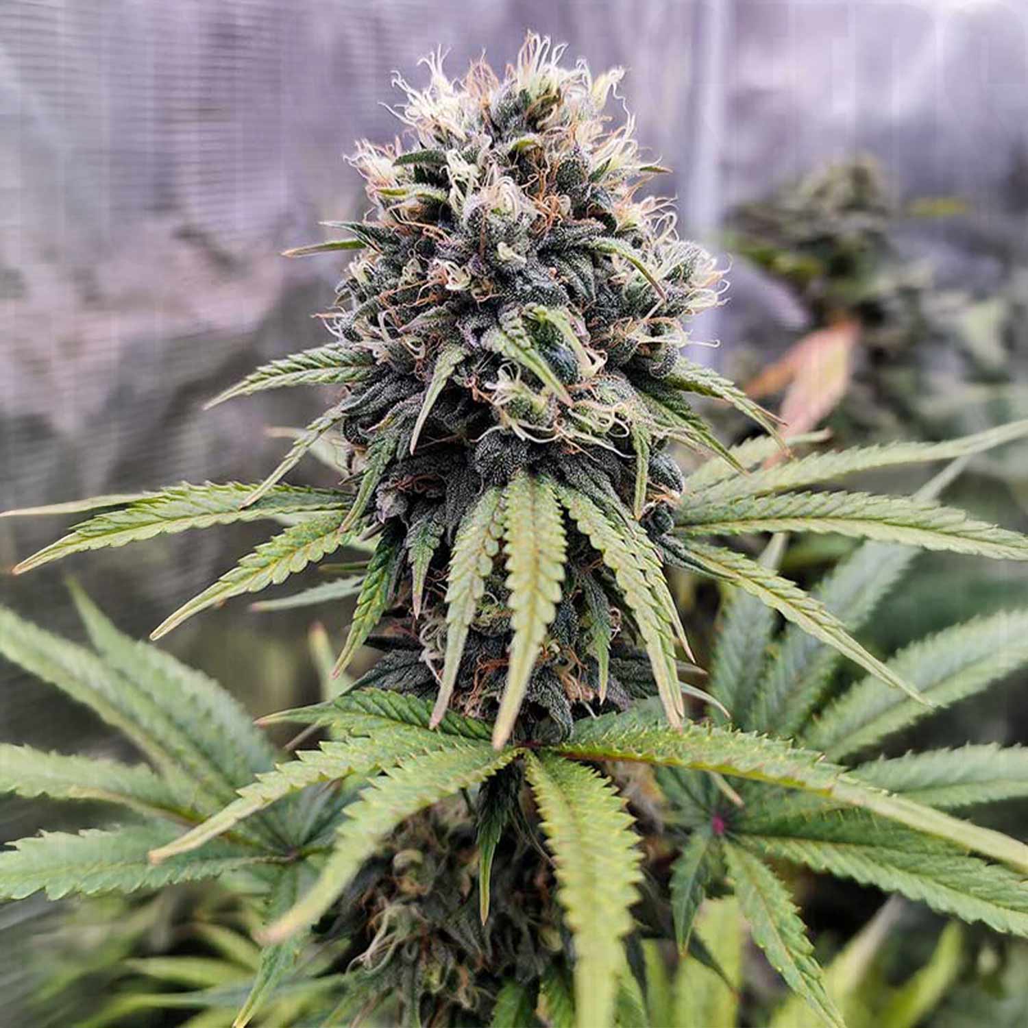 Nahaufnahme einer Euforia Pflanze von Dutch Passion mit harzigen Knospen und gezackten grünen Blättern