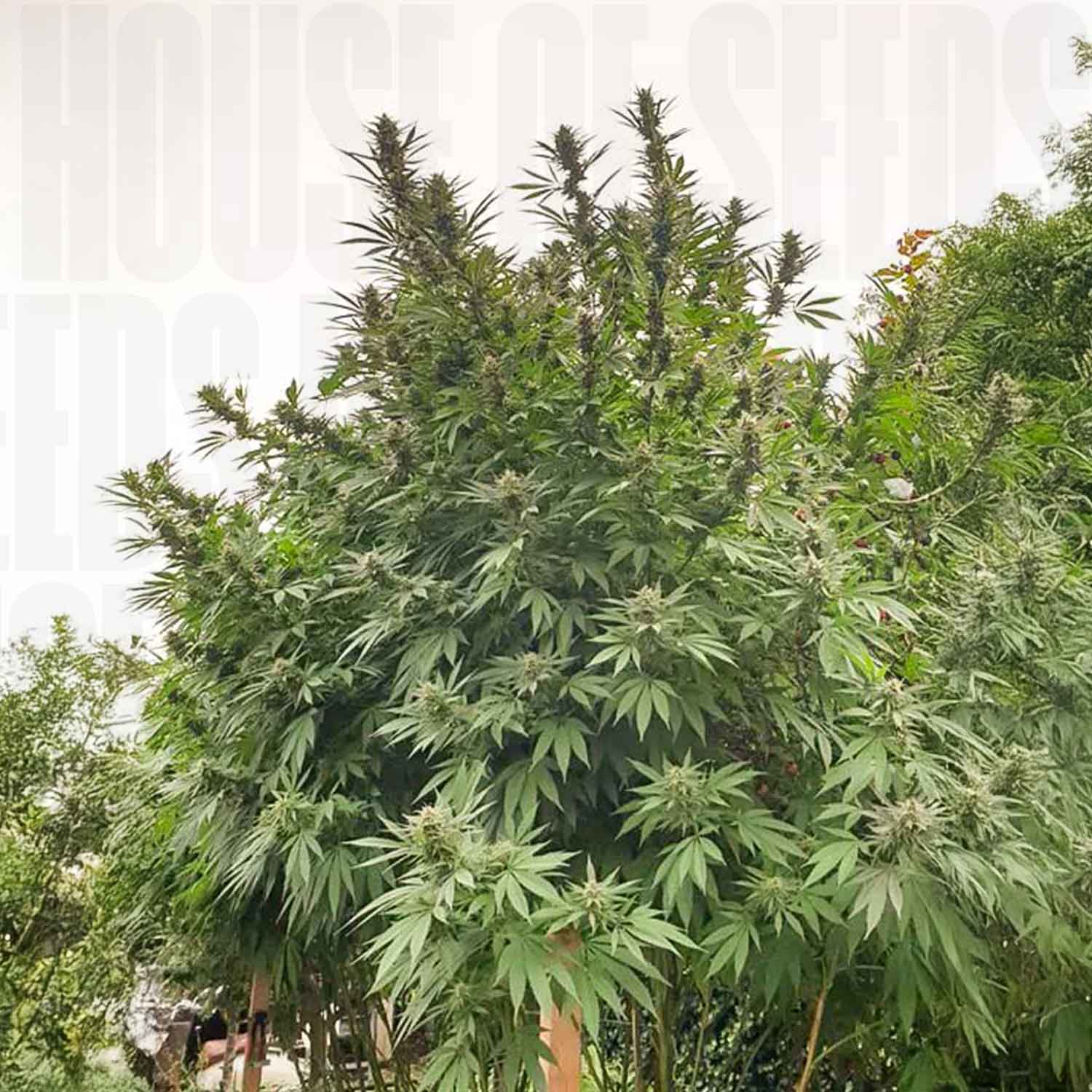 Hohe buschige Frisian Dew Cannabis Pflanze von Dutch Passion mit dunkelgrünen Blättern und blühenden Knospen in Gartenumgebung