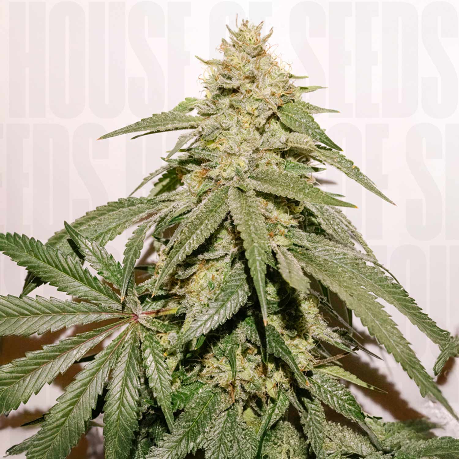 Reife Dutch Passion Ice Cream Haze Pflanze mit dichten Knospen und gezackten grünen Blättern vor hellem Hintergrund