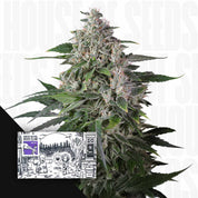 Nahaufnahme einer dichten Karels Haze Cannabis Pflanze mit frostigen Trichomen, Super Sativa Seed Club Samenpackung links