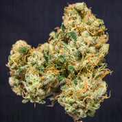 Karels Haze von Super Sativa Seed Club mit grünen Blättern, orangefarbenen Haaren und frostigen Trichomen