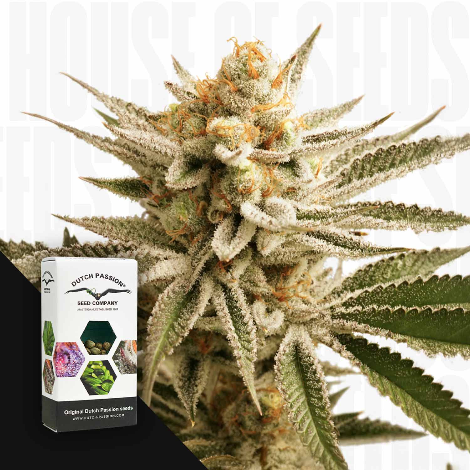 Nahaufnahme einer frostigen Lemon Z Cannabispflanze von Dutch Passion neben der Verpackung