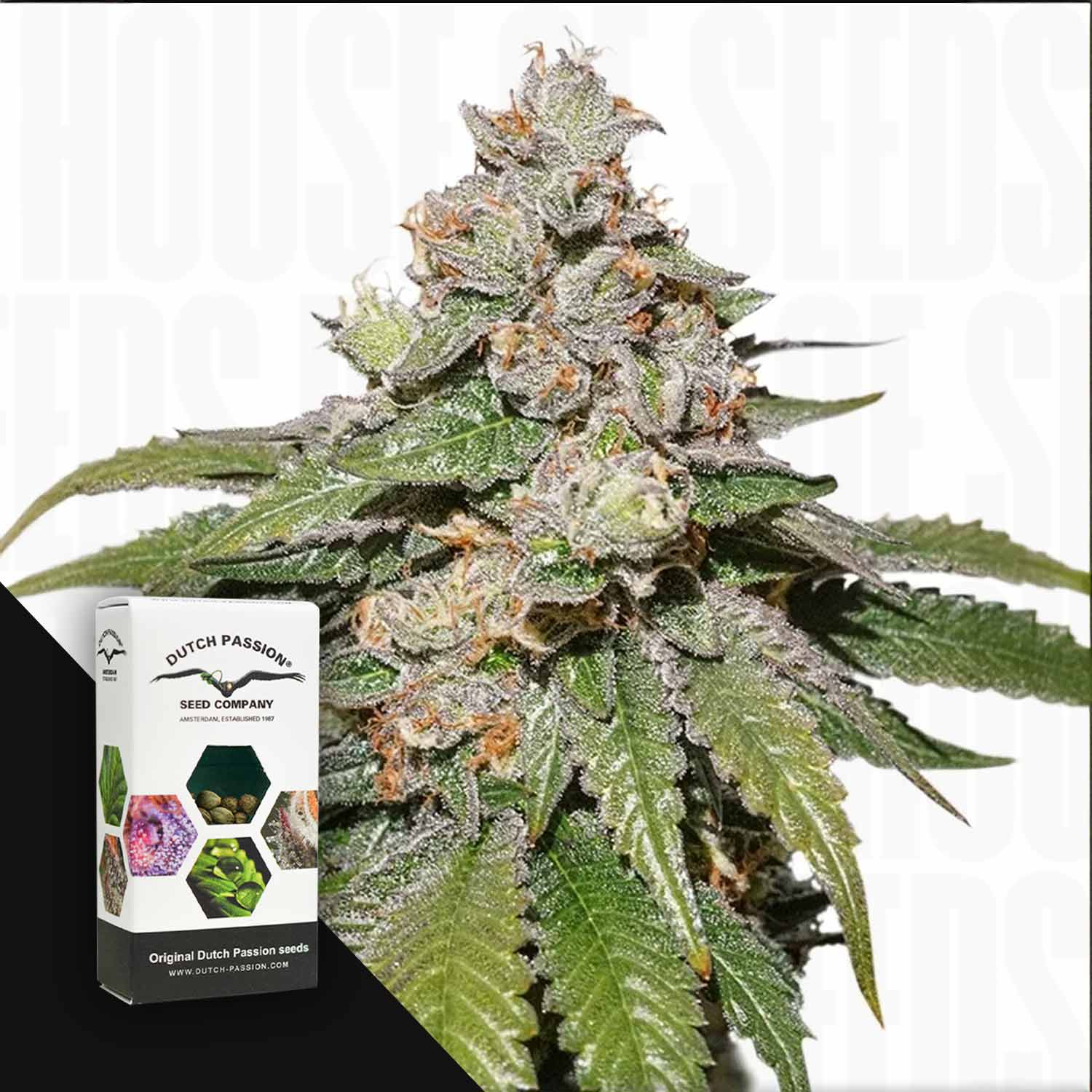 Nahaufnahme der frostigen Knospen von Auto Mokum's Tulip neben einem Dutch Passion-Kasten.