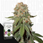 Nahaufnahme einer frostigen Cannabispflanze mit grünen Blättern, Ecke zeigt Dutch Passion Orange Bud Packung