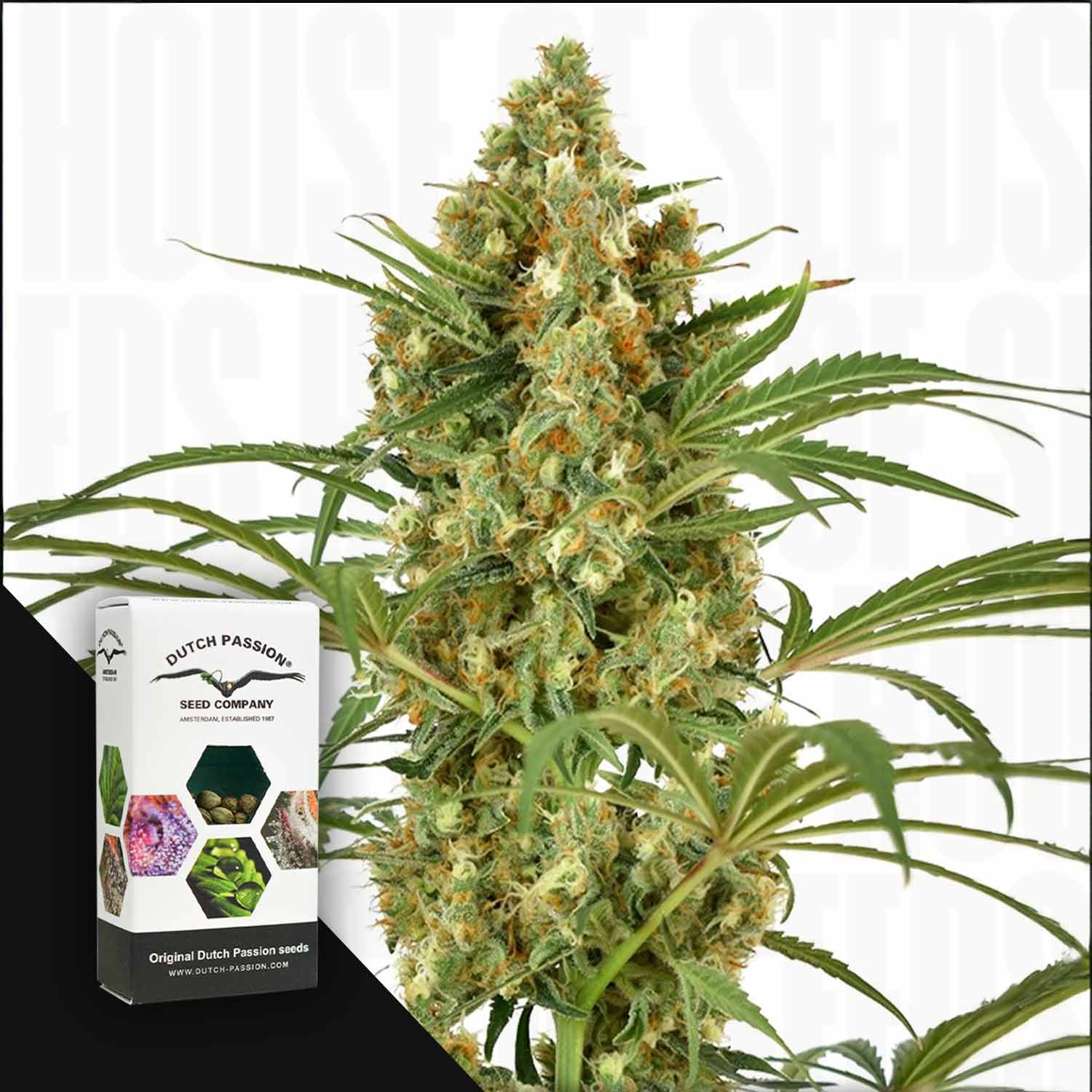 Eine hohe SnowBud-Cannabispflanze mit dichten Knospen neben einer Dutch Passion-Box.