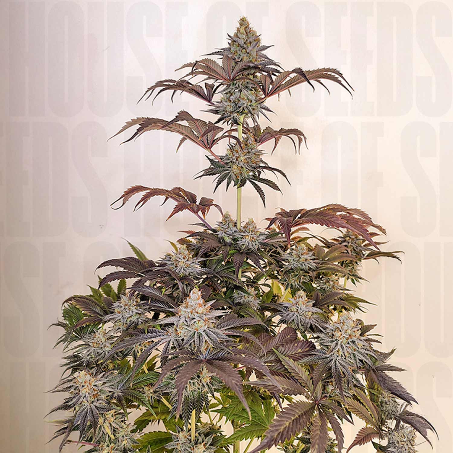 Nahaufnahme der Dutch Passion Sugar Bomb Punch mit reifen frostigen Knospen, lila Farbtönen und spitzen Blättern