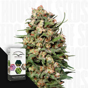 Nahaufnahme einer Skunk #1 Pflanze von Dutch Passion mit Knospen, Ecke Dutch Passion Packung auf weißem Hintergrund