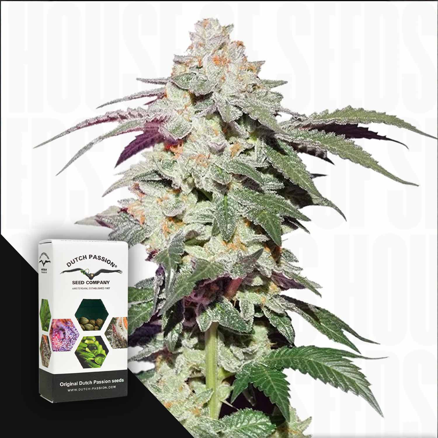 Skywalker Haze Knospen von Dutch Passion mit dichtem Frost, neben der Box auf einem weißen Hintergrund.