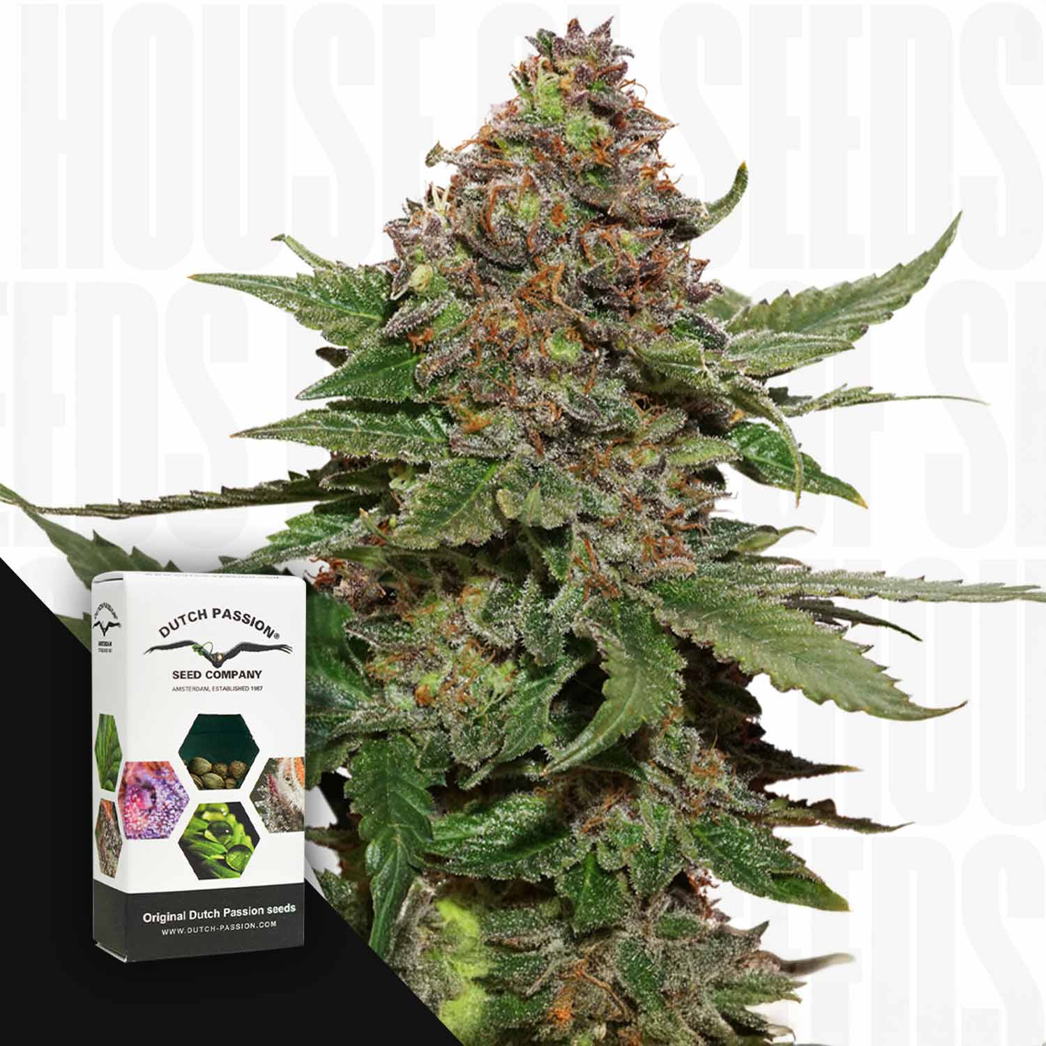 Eine Nahaufnahme der Knospen von Strawberry Cough mit einer Dutch Passion-Samenschachtel im Vordergrund.