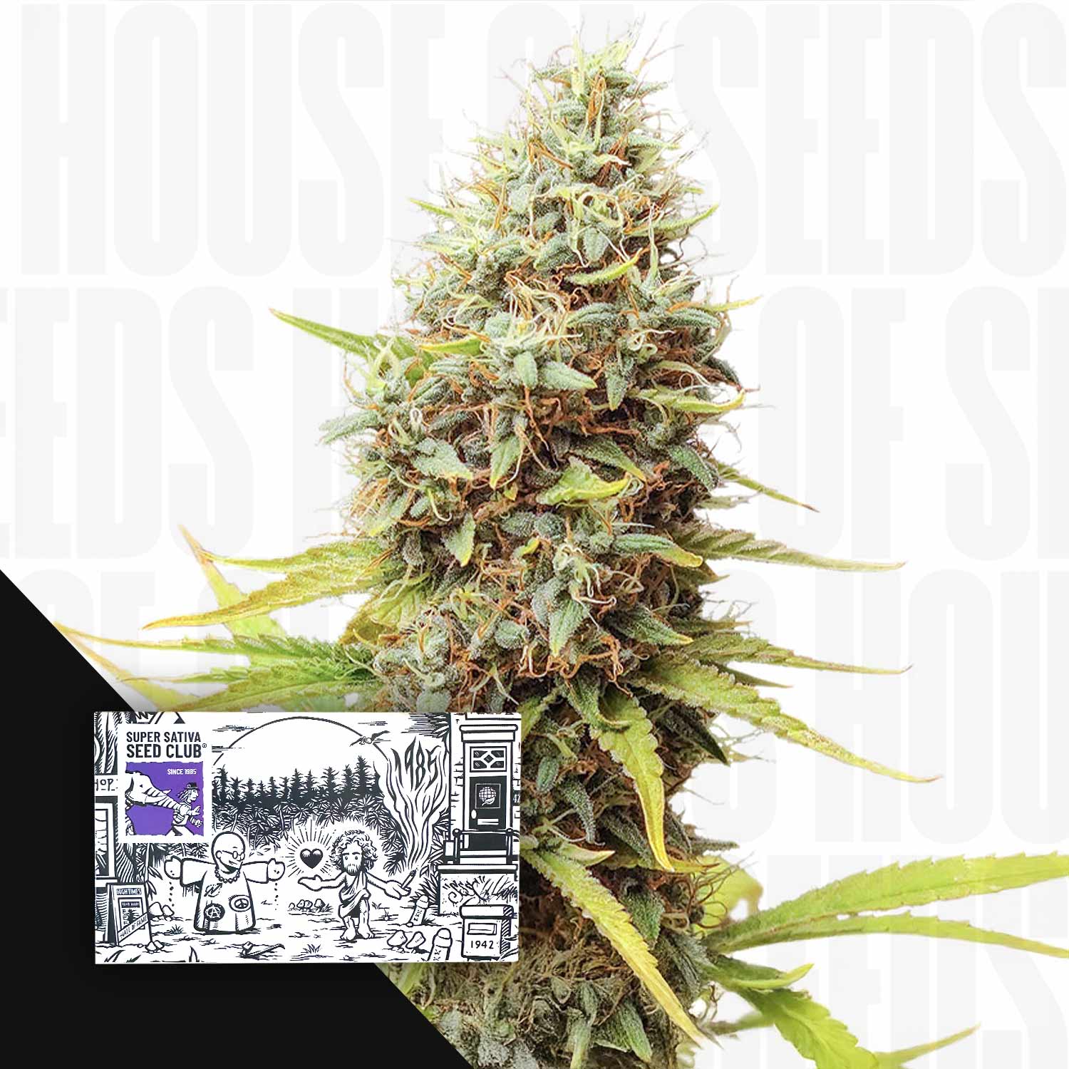 Nahaufnahme frostiger Cannabisknospe mit orangen Haaren, Ecke zeigt Super Sativa Seed Club Sour Tangie Dawg Paket