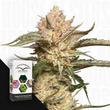 Auto Trichome & Cream