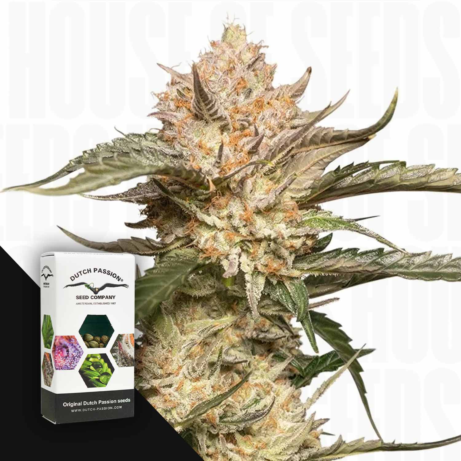 Nahaufnahme einer Auto Trichome & Cream Cannabis Knospe mit einer Dutch Passion Verpackung im Vordergrund.