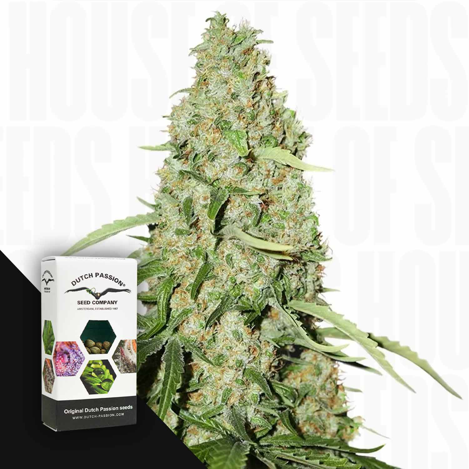 Nahaufnahme einer dichten Think Fast Cannabisknospe mit grünen Blättern und einer Dutch Passion Box im Vordergrund.