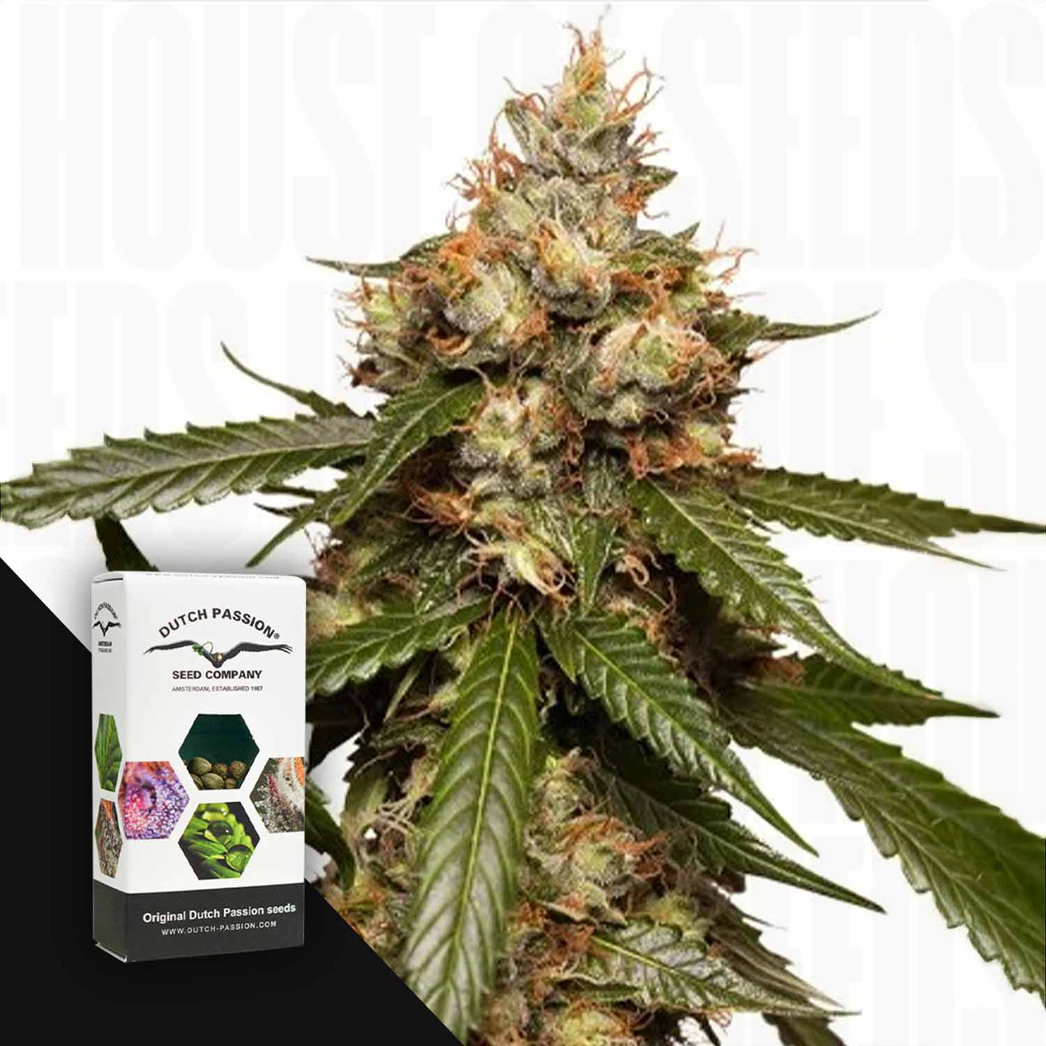 Nahaufnahme einer Cannabispflanze mit einem Auto THC-Victory-Samenpaket von Dutch Passion in der unteren linken Ecke.