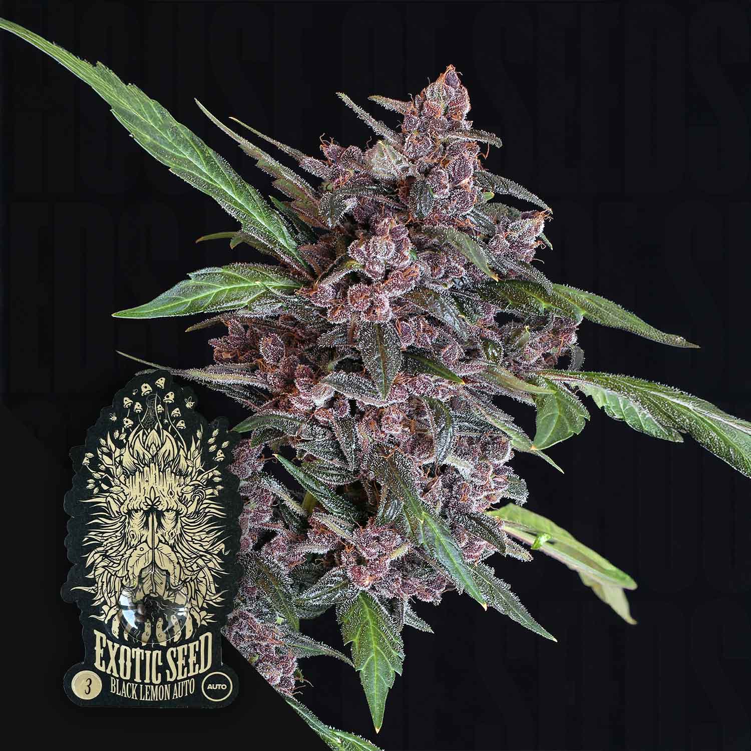 Nahaufnahme einer Cannabispflanze mit lila Knospen und grünen Blättern, unten links Exotic Seeds Black Lemon Auto Etikett