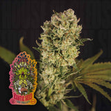 Candy Jungle Auto
