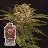 Dr. Greenman Pure CBD
