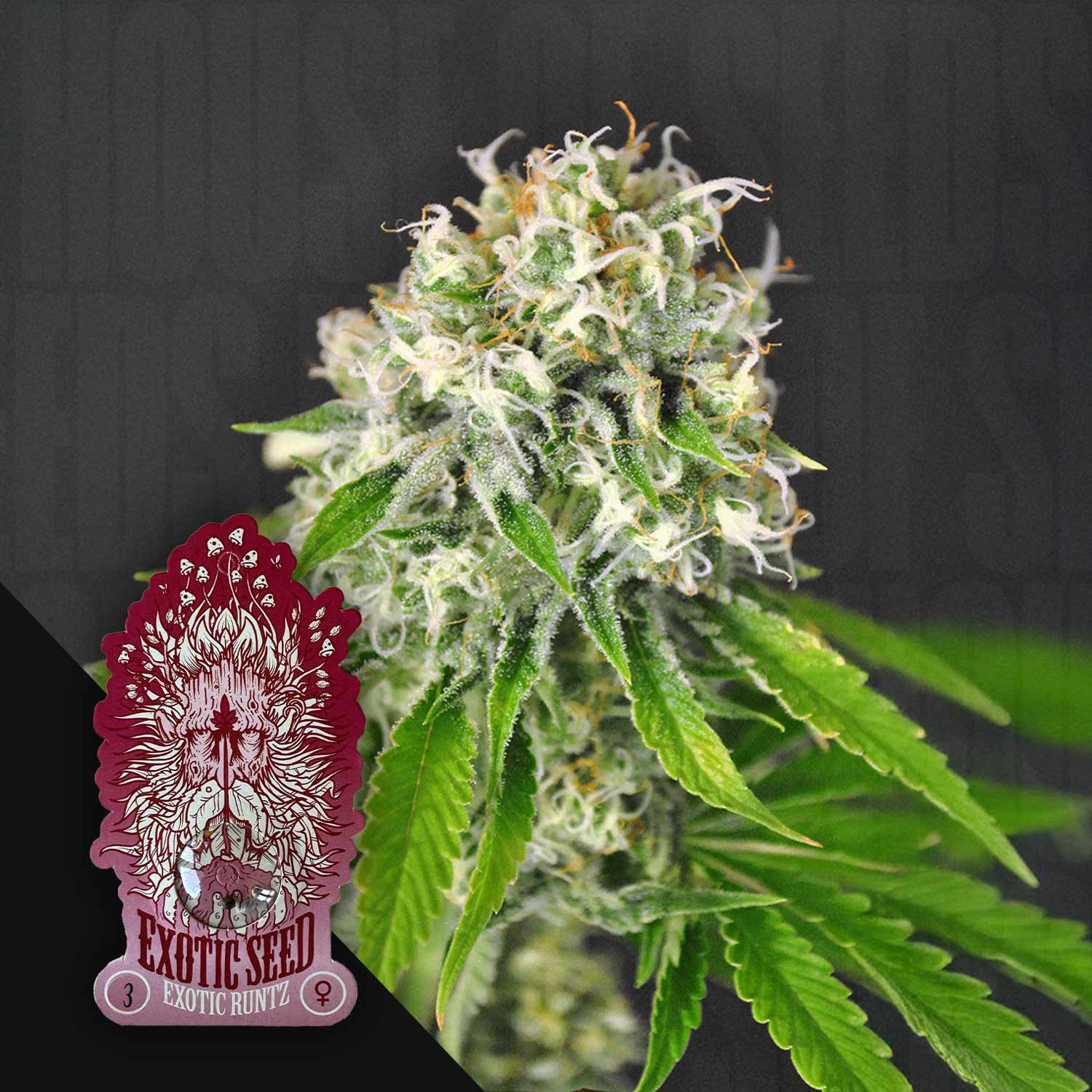 Nahaufnahme einer Cannabispflanze mit frostigen Knospen und grünen Blättern, Ecke Exotic Seeds Exotic Runtz Etikett