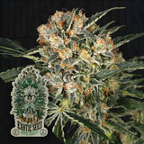 Hippie Therapy CBD