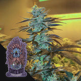 Purple Monkey Auto