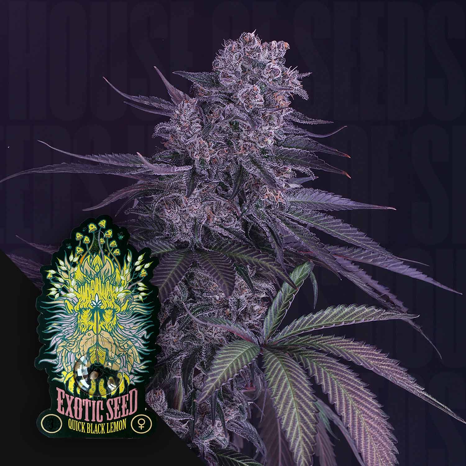 Nahaufnahme einer dichten frostigen Quick Black Lemon Cannabis Knospe mit lila Tönen und grünen Blättern, Ecke zeigt Exotic Seeds Logo mit Löwe