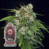 Sir Jack Auto Pure CBD