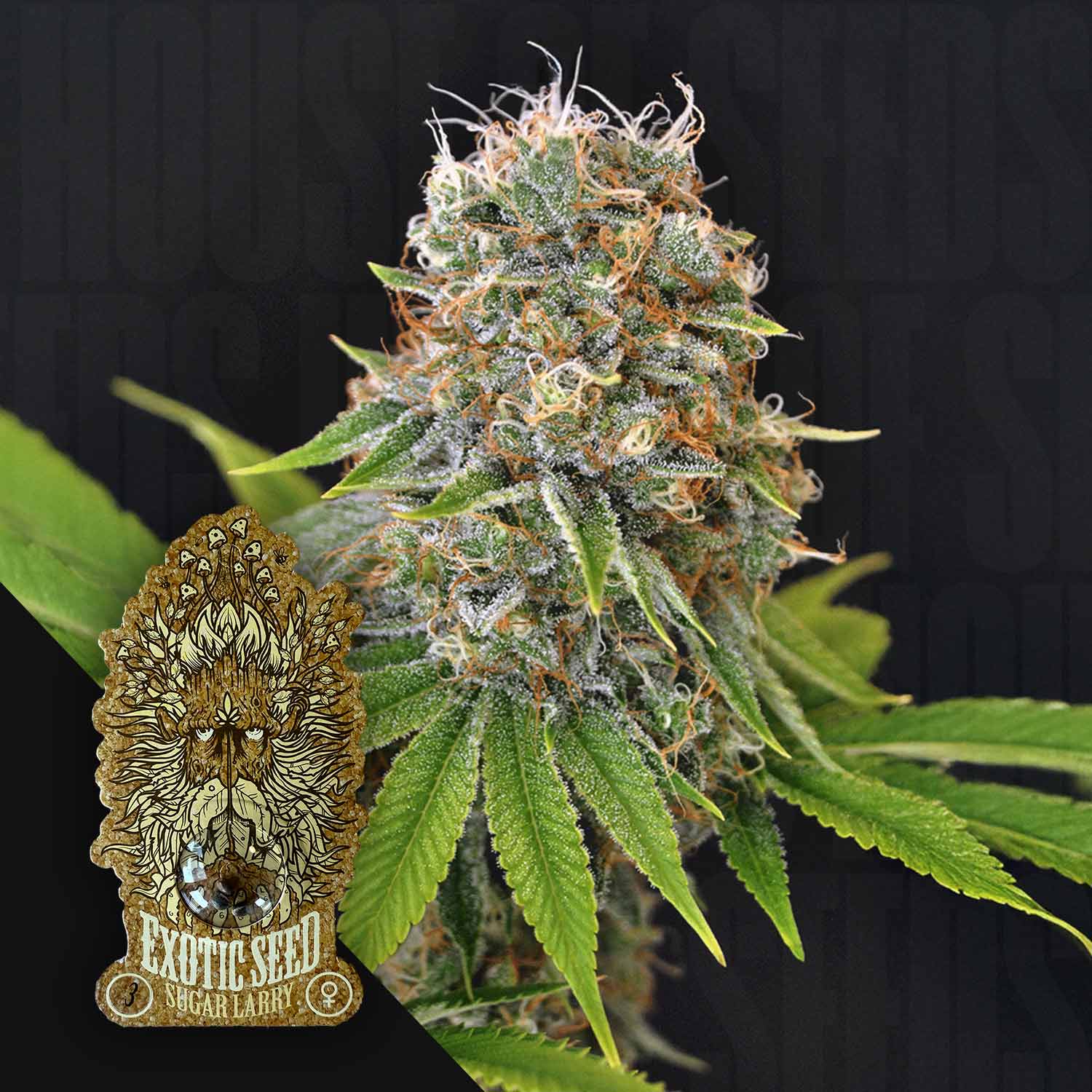 Nahaufnahme einer reifen Sugar Larry Cannabisknospe von Exotic Seeds mit weißen Trichomen und orangen Haaren, unten links Logo mit Löwengesicht